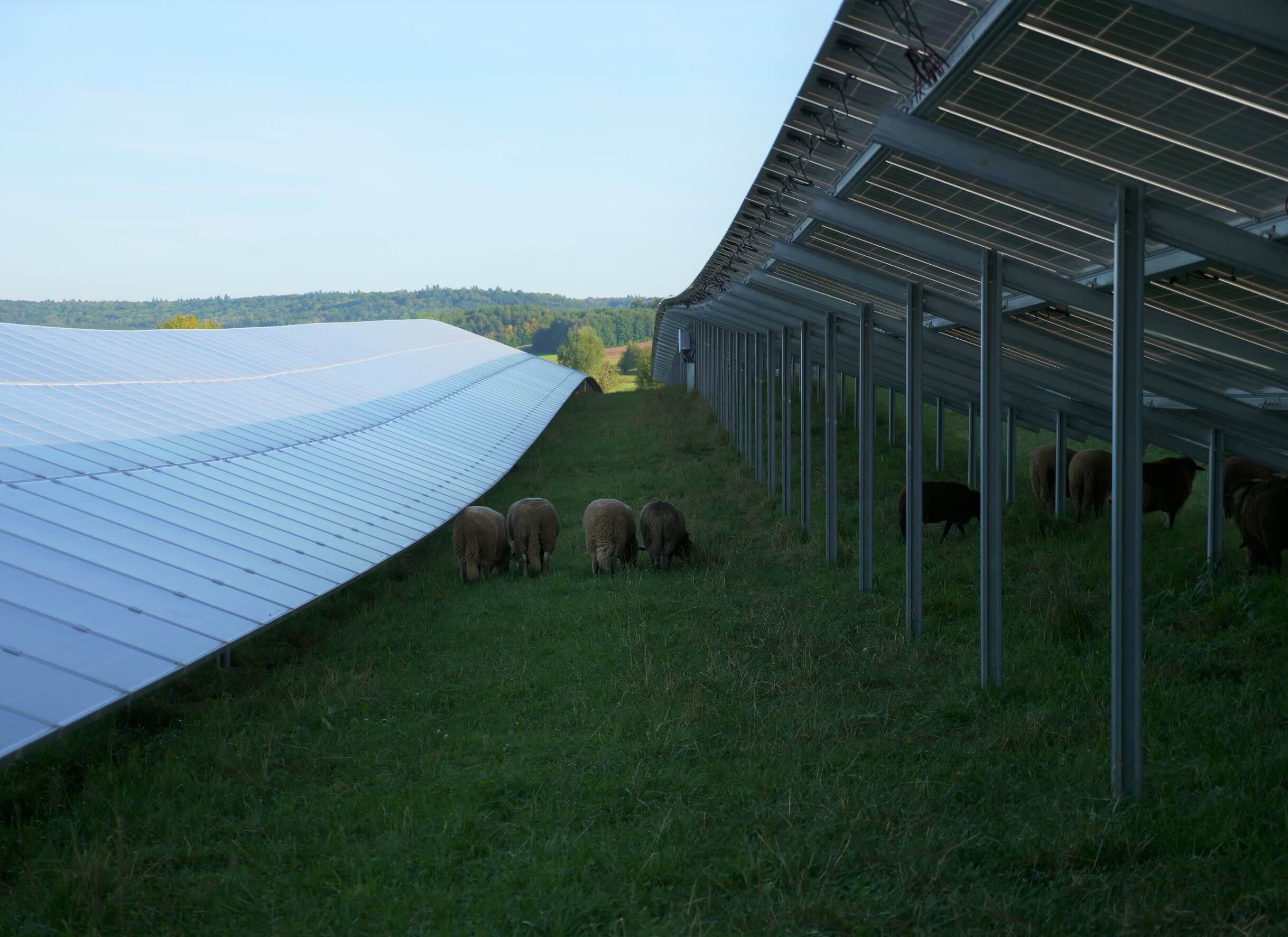 Schafbeweidung Solarpark